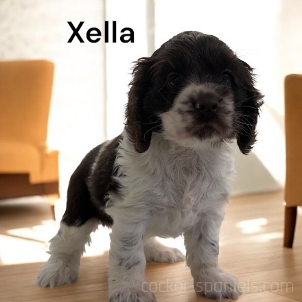 puppy, for, sale, Cocker Spaniel, Joe & Cherri  Overlease, dog, breeder, Miller, MO, dog-breeder, puppy-for-sale, forsale, nearby, find, puppyfind, locator, puppylocator, aca